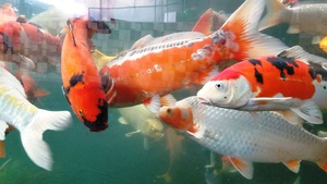 Chơi Tết với cá koi Nhật Bản giá tiền tỷ