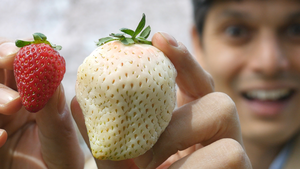 Những quả dâu tây trắng siêu đắt của Nhật Bản