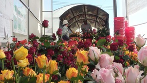 Để không còn cảnh bán đổ bán tháo hoa trong dịp Tết Kỷ Hợi 2019