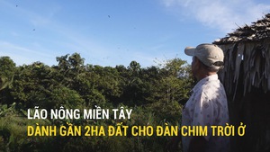 Lão nông miền Tây dành gần 2ha đất cho đàn chim trời