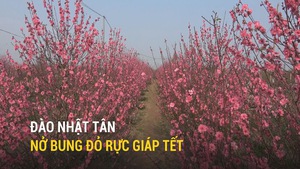 Đào Nhật Tân nở bung đỏ rực giáp Tết