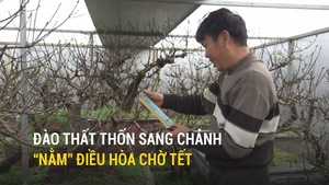 Đào thất thốn 'sang chảnh' nằm điều hòa chờ Tết