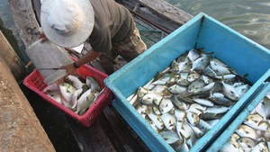 Cá bè Long Sơn nhộn nhịp “xuất chuồng” phục vụ Tết