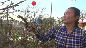 Có một hợp tác xã chuyên canh cây mai vàng ở tỉnh Hậu Giang