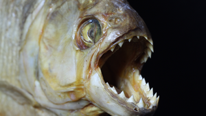 Khắc tinh của loài cá Piranha