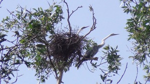 Vườn quốc gia Tràm Chim giảm 20% lượng khách vì không thể ngắm chim sinh sản trong mùa nước nổi