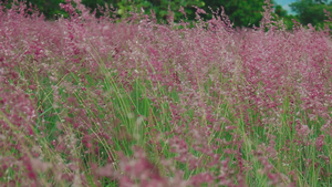 Độc đáo đồi cỏ hồng miễn phí ở Đắk Lắk