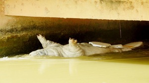 Heo chết vứt bừa bãi trên sông ở Nghệ An