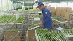 Chuyển giao 40.000 cây giống cấy mô cho nông dân trồng bán Tết
