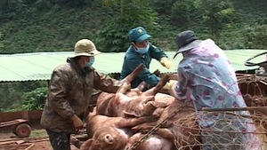 Lâm Đồng thiệt hại hơn 156 tỷ đồng do dịch tả heo châu Phi