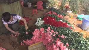 Cận ngày Phụ nữ Việt Nam, giá hoa hồng Đà Lạt tăng cao