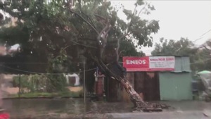 Hàng loạt cây xanh ngã đổ tại Đà Nẵng do ảnh hưởng bão số 5