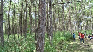 Lâm Đồng chi gần 14,5 tỷ đồng giao khoán bảo vệ rừng tự nhiên