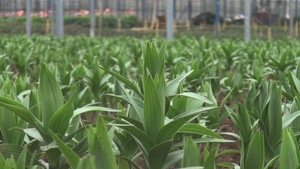 Nông dân Đà Lạt trồng hơn 1.000 ha hoa bán Tết