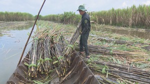 Đẩy mạnh chế biến, nâng giá mua mía cho nông dân