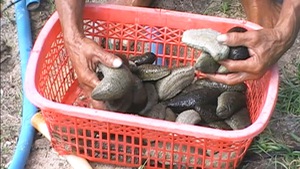 Ngư dân đầm Thủy Triều được mùa hải sâm
