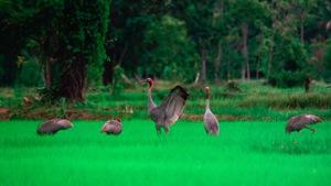 Vinpearl Safari Phú Quốc đăng cai  hội nghị bảo tồn và phúc trạng động vật lớn nhất Đông Nam Á