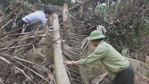 Nhức nhối tình trạng phá rừng tại Thanh Hóa