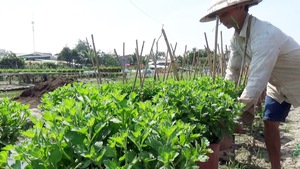 Nông dân Cần Thơ trồng 1,7 triệu chậu hoa bán tết