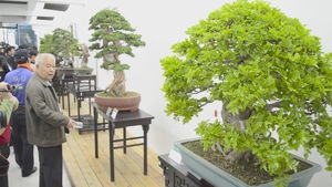 Việt Nam lần đầu đăng cai lễ hội Bonsai & Suiseki Châu Á - Thái Bình Dương