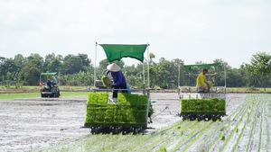 Mùa mạ non ra đồng trên quê hương Tháp Mười