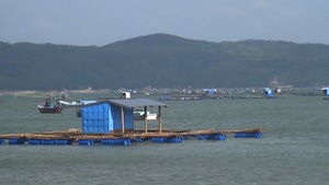 Phú Yên xử lý nghiêm các hành vi nuôi trồng thủy sản trái quy hoạch