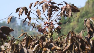 Sơn La: Hàng trăm héc ta cà phê bị thiệt hại do giá rét