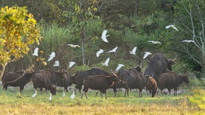 Video: Ngắm bò tót bên đàn cò trắng ở rừng Nam Cát Tiên