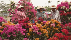 TP.HCM tổ chức 128 chợ hoa Tết