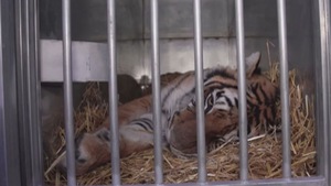 Giải cứu thành công 5 con hổ bị buôn lậu