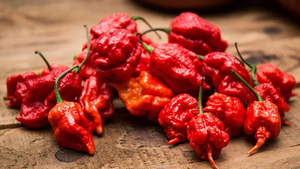 Nhiều người thử ăn loại ớt cay nhất thế giới