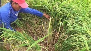 Hàng trăm ha lúa có nguy cơ 'chết khát' vì chính quyền lấp kênh đặt cống