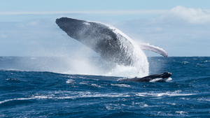 Đây là cách cá voi trở thành loài động vật lớn nhất hành tinh