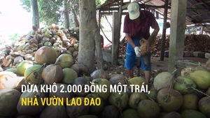 Dừa khô 2.000 đồng một trái, nhà vườn lao đao