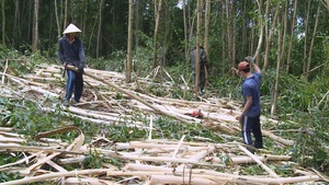 Gỗ nguyên liệu giấy tăng, người trồng rừng ồ ạt bán keo non