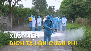 Xuất hiện dịch tả lợn châu Phi, tiêu hủy 226 con lợn bệnh