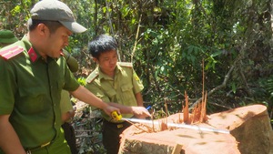 Lâm tặc ồ ạt tàn phá rừng ở vùng giáp ranh tỉnh Đắk Lắk