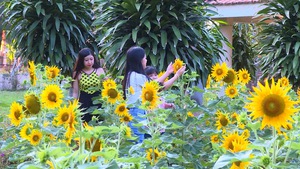 Bạn trẻ say sưa chụp ảnh ở vườn hướng dương đền thờ bác hai Phạm Hùng