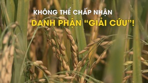 Lúa gạo ĐBSCL, không thể chấp nhận danh phận 'giải cứu'!