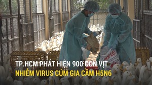 TP.HCM phát hiện 900 con vịt nhiễm virus cúm gia cầm H5N6