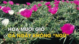 Độc lạ giống hoa mười giờ nở hoa cả ngày không “ngủ”