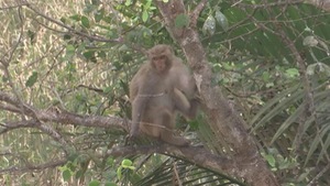 Quyết định bắn hạ khỉ hoang tấn công nhiều người ở Sóc Trăng