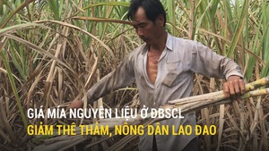 Giá mía nguyên liệu ở ĐBSCL giảm thê thảm, nông dân lao đao