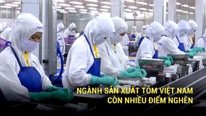 Ngành sản xuất tôm Việt Nam còn nhiều điểm nghẽn