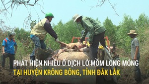Phát hiện nhiều ổ dịch lở mồm long móng tại huyện Krông Bông, tỉnh Đắk Lắk
