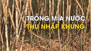 Nông dân trồng mía nước ở Đồng bằng sông Cửu Long có thu nhập tốt