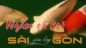 Tin nóng 24h: Chơi cá koi bạc tỉ ở Sài Gòn