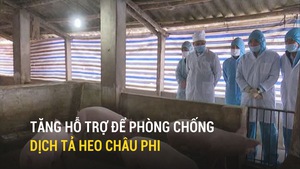 Tăng hỗ trợ để phòng chống dịch tả heo châu Phi