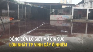 Đóng cửa lò giết mổ gia súc lớn nhất TP Vinh gây ô nhiễm