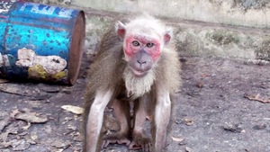 Giao 6 con khỉ quý hiếm cho cơ sở bảo vệ động vật hoang dã